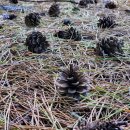 평해사구습지 이미지