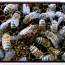 순종1농장 이미지