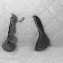 아마존동물병원 이미지