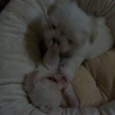 코아린