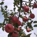 꿈이있는사과나무 이미지