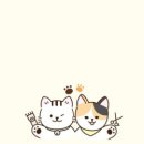 고양이 미용실 그냥 이미지