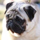 DOG KKI 네이버블로그