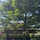 하마농장 | 태국 치앙마이 여행 - 4일차 #1 치앙마이 쿠킹클래스 후기 (그랜마 홈 쿠킹 클래스)