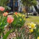 화양견화 이미지