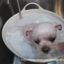 복돌이네애견샵 네이버블로그