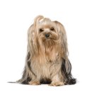 석촌동물병원 이미지