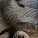 하리네 하우스 이미지