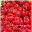 오향골농장 이미지