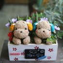 개 이쁘개 이미지