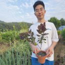 영레이디 | 안개나무 영레이디 5치화분묘로 집안을 환하게! 16,000원 실속 구매 후기
