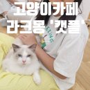 캣플 동탄점 | [캣플 동탄점]경기도 아이와 가볼만한곳 &#39;대형 고양이카페&#39; 내돈내산 후기