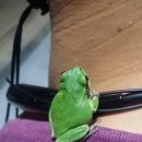 청개구리 이미지