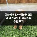 아이러브 독 | 인천에서 강아지분양 고민 끝 애견입양 아이러브독 추천 후기
