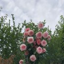 지리산별담 이미지