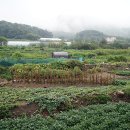 부산농원