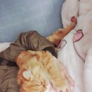 서진동물병원 | 신림 동물병원 / 신림 서진동물병원 고양이 중성화 후기