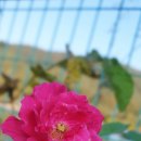 장계한들로 이미지