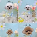 아이뽀 강아지미용실 이미지