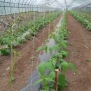 송함농장 이미지