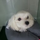 애니힐동물병원