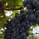 송산농장 이미지