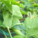 (주)헤리 | (2025.08.15, 좌충우돌 도시빠머헤리, 가을 농사 준비 시작)