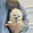 내품안의반려견 은평점 이미지