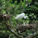 백로서식지 이미지