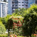 서천 장미공원 이미지