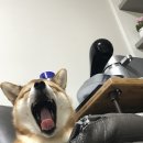 뭉치농장 이미지