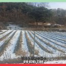 교동면-3 이미지