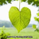 1171 | 사랑 명상 1171