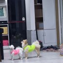 개리비안베이 이미지