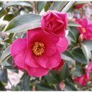 동백아가씨 이미지