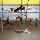 외서농장 이미지