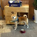 국산 수제 돈까스 | 강동역 신상 맛집 미리내경양식 - 경양식 수제 돈까스 내돈내산 후기