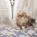 탑클래스 퍼피 이미지