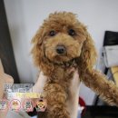 패밀리애견 이미지