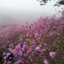 제182차 경남 창원 천주산(639m)작대산(647m)진달래산행안내 이미지