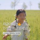 지금여기꽃 | 고창 청보리밭 축제 , 지금 유채꽃도 활짝! (작년 후기 포함)