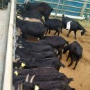 흑염소농장 이미지