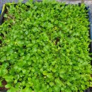 일성 경로당 이미지