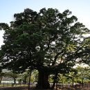 천년의 세월을 지켜온 긴잎느티나무 이미지