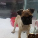 제물포애견 이미지