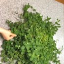 애플민트 이미지