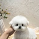 메종드후 네이버블로그