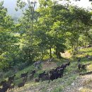 장미흑염소 이미지