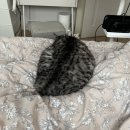 애견펫택시 펫밴 | 고양이 이동장 넣어 강아지 펫 택시 타고 24시 동물 병원 방문