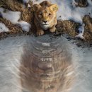 월트디즈니컴퍼니코리아 유한책임회사 이미지